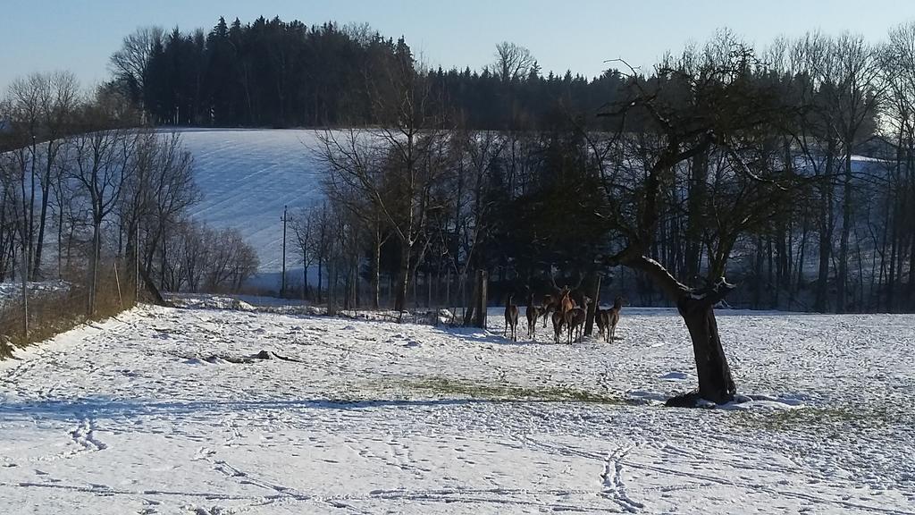 Pension Weinbauer Hofkirchen im Traunkreis Exteriér fotografie